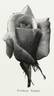 Comtesse Vandal rose photo