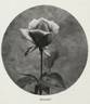 Charmer rose photo