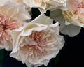 Eugenie rose photo