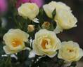 VISauslen rose photo
