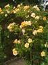 Campina Gold ® rose photo