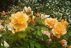 Campina Gold ® rose photo