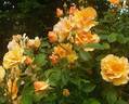 Campina Gold ® rose photo