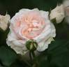 Chiardina ® rose photo