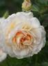 Chiardina ® rose photo