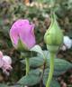 Carolyn Elizabeth rose photo