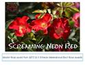 Screaming Neon rose photo