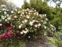 Mrs. Arthur Robert Waddell rose photo