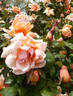 Mrs. Arthur Robert Waddell rose photo