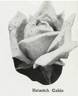 Hinrich Gaede rose photo