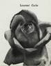 Laurent Carle rose photo