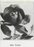 Madame Georges Cozon rose photo