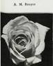 Aspirant Marcel Rouyer rose photo
