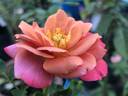 Kaleidoscope rose photo