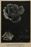 Comtesse Vandal rose photo