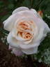Crown Princess Mary ™ rose photo