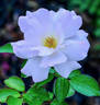 Café Olé rose photo