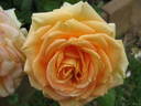 Shooting Star rose photo