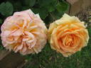 Shooting Star rose photo