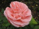 Joy of Health rose photo