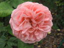Joy of Health rose photo