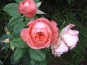 Joy of Health rose photo