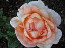 Alpine Sunset ® rose photo