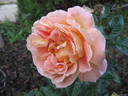 Alpine Sunset ® rose photo