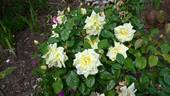 Isabella Sprunt rose photo