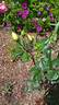 McGredy's Yellow rose photo