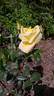 McGredy's Yellow rose photo