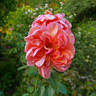 Étoile de Feu rose photo