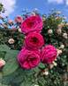 Hollywood Dandy rose photo