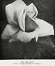 Edith Nellie Perkins rose photo