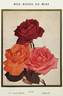 Madame Joseph Perraud rose photo