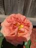 Elysium Fields rose photo