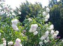 Belle de Terre Franche rose photo