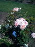 Rêve Abricot rose photo