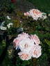Rêve Abricot rose photo