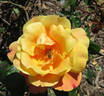 Tapestry rose photo