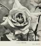 Golden State rose photo