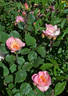 Ellen Willmott rose photo