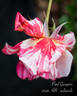 Paul Gauguin ® rose photo