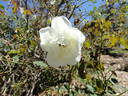 Rival de Paestum rose photo