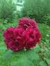 Louis van Houtte rose photo