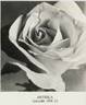 Antinea rose photo
