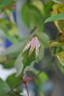 Marie Robert rose photo