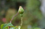 Marie Robert rose photo