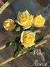 Peter Alonso rose photo
