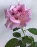 Hougyoku rose photo